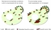 Detection of yeast Lsb2 protein promotes Prion formation