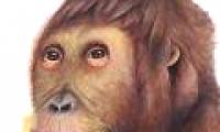 Detects animals they are 12 million years old with many modern facial features