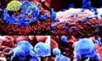 Detects antibodies against many types of flu