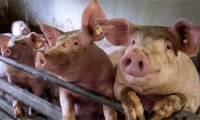 Detects influenza virus with 'pandemic potential' in China