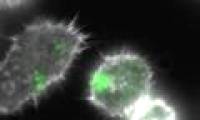 Detects sweet and sweet properties of Salmonella and its ability to cope with this bacterium