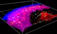 Detects the memory memorization structure dealing with infections in the human body