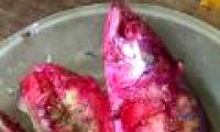 Determining the cause of the fish stock for overnight transfer turns red