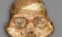 Determining the evolution of human apes