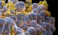 Develop drugs that kill many types of cancer