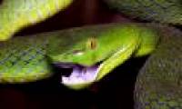 Development of antidote for snake venom based on antibodies to HIV