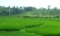 Development of biofuels without harming Vietnamese agriculture