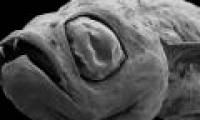 'Devil face fish' bared milk teeth