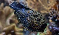 Devil-faced fish - The most dangerous fish in the world