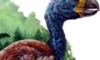 DIatryma giants are not carnivores