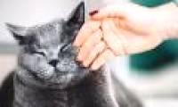 Did you know how to caress cats properly?
