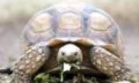 Did you know: turtles survive through the winter by ... breathing on the butt