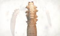 Did you know: Under the skin of your face, hundreds of 'microscopic' bugs live leisurely?