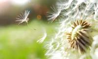 Did you know: Where did the first seeds come from?