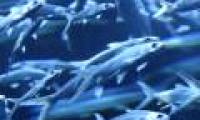 Difficult question: Do fish sleep?