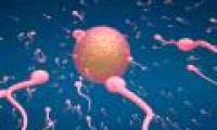 Difficulty: How long does sperm take to meet an egg?
