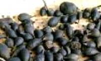 Dig ants to find rare and precious fungi, cost 68 million / kg