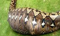 Digging the road, workers encountered a giant Anaconda with a 'strange tumor'!