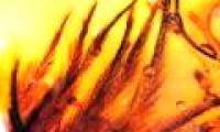 Dinosaur feathers in amber