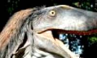 Dinosaurs grow feathers due to the harsh climate