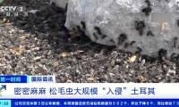 Disaster after historic earthquake in Türkiye: Millions of caterpillars land, images make everyone 'shudder'