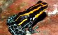Discover 1,220 new species of creatures in the Amazon forest