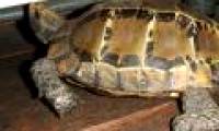 Discover 19 extremely rare mountain mount turtles