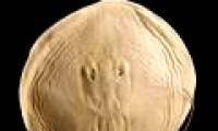 Discover 2 strange stingray species in the Amazon area