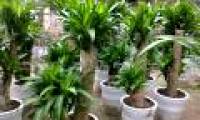 Discover 3 species of plants that help absorb toxic gas in the house