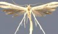 Discover 4 mosquitoes of the size of mosquitoes