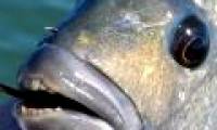 Discover 4 strange sea creatures with human-like teeth