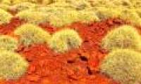 Discover a grass that tastes like ... chips