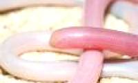 Discover a new blind snake