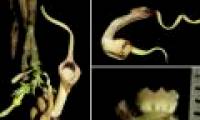 Discover a new plant species, Moc Huong