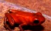 Discover a new poisonous frog in Panama