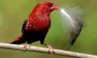 Discover a red bird like blood in Vietnam