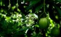 Discover a tree many Indian women use suicide, available in Vietnam