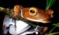 Discover an unusual frog species in Vietnam