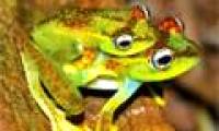 Discover beautiful tree frogs