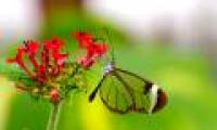 Discover butterflies with crystal-like wings
