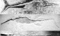 Discover extinct fish lizards 25 years ago