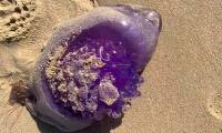 Discover extremely rare purple deep sea creatures drifting off Australia's coastline