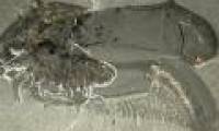 Discover fossils of exotic shrimp with apricot and 50 legs