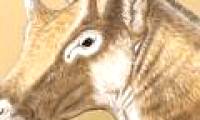 Discover fossils of strange ancient deer
