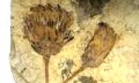 Discover fossils of the oldest chrysanthemum species in the world
