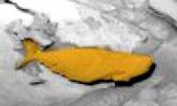 Discover giant fish that live on Mars