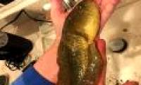 Discover giant giant tadpoles never seen in the world