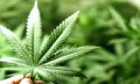 Discover how cannabis plants 'synthesize' pain killers