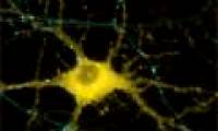 Discover how the brain creates memories