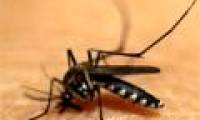 Discover how to kill malaria-causing parasites
